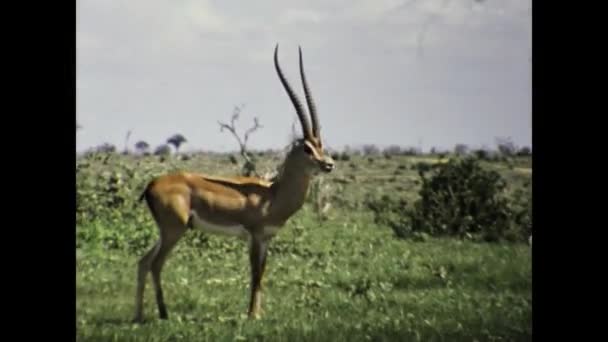 Mombasa Kenya December 1977 Two Wild Deers Long Horn Natural — Vídeo de stock