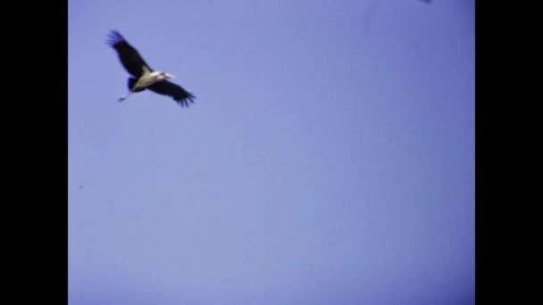 Mombasa Kenya December 1977 Condor Fly Sky Scene 70S — Video Stock