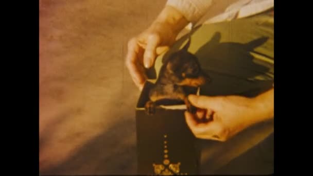 Las Vegas Estados Unidos Marzo 1970 Mujer Juega Con Perrito — Vídeos de Stock