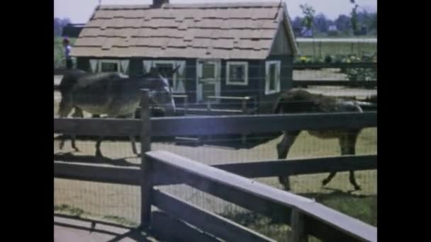 Las Vegas United States March 1970 Donkeys Goats Graze Farm — Stock Video