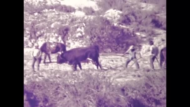 Arequipa Peru May 1975 Shepherds Cows Peru 70S — Stock Video