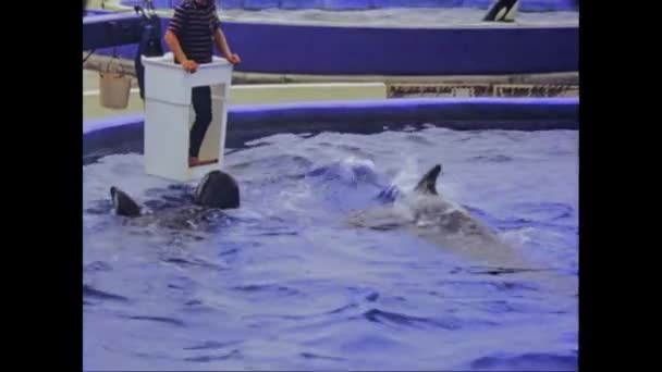Orlando Stati Uniti Giugno 1975 Dolphin Show Marineland Florida Negli — Video Stock