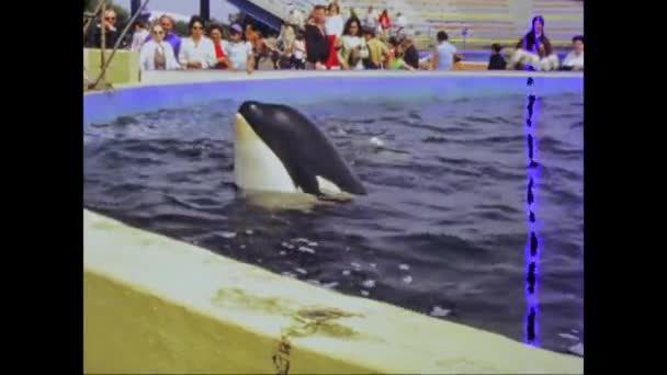 Orlando Estados Unidos Junho 1975 Espetáculo Golfinhos Marineland Pacífico Nos — Vídeo de Stock