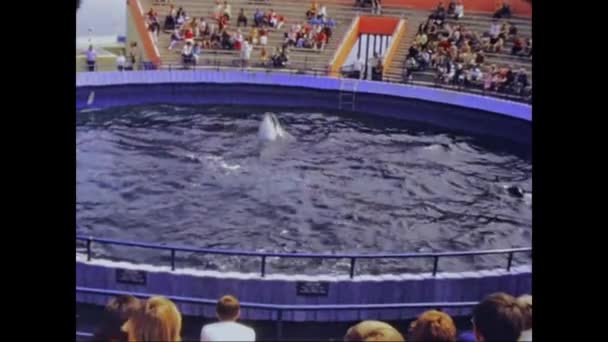 Orlando Stati Uniti Giugno 1975 Dolphin Show Marineland Pacpacific Negli — Video Stock