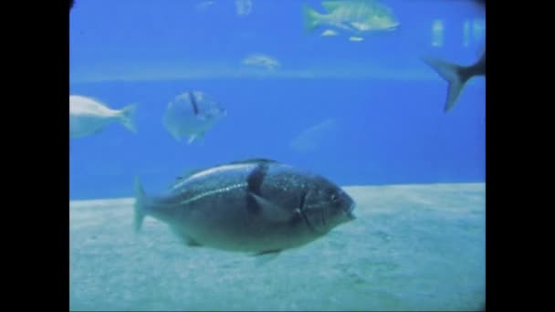 Orlando Estados Unidos Junio 1975 Coloridos Peces Acuario Marineland Los — Vídeos de Stock