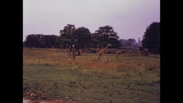 Blackpool Reino Unido Mayo 1975 Giraffes Knowsley Safari Park Prescot — Vídeos de Stock