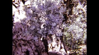 Kudüs, İsrail 1975 'te Golden Gate Tapınağı' nın doğu yakasına veya 70 'lerde Mercy Gate' e gidebilir.