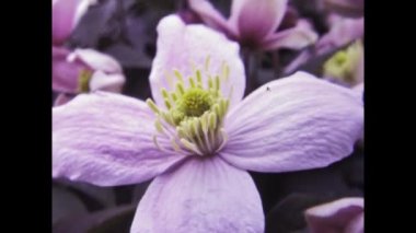 Brüksel, Belçika 11 Nisan 1997: Beyaz çiçek makrosu 90 'larda çekildi