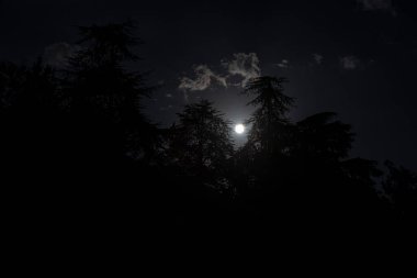 Ağaçlar ve gece ay ışığı olan çam silueti