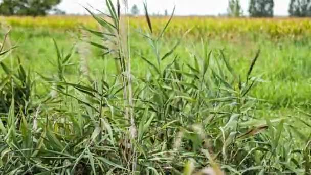 Césped Zanja Movido Por Escena Del Viento Día Nublado — Vídeos de Stock