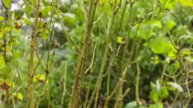 Dikenli dallar baharda rüzgâr sahnesiyle hareket etti.