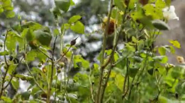 Tespih bitkisi yaprakları baharda rüzgarla taşınır.