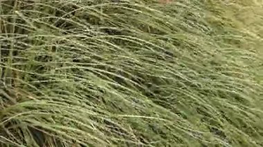 Pampas Çimeni rüzgar tarafından taşındı