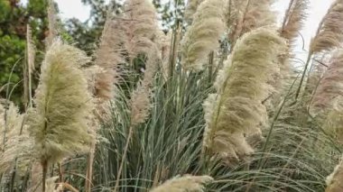 Pampas Çimeni rüzgar tarafından taşındı