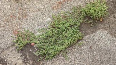 Rüzgâr tarafından taşınan asfaltta çimenler büyüyor.