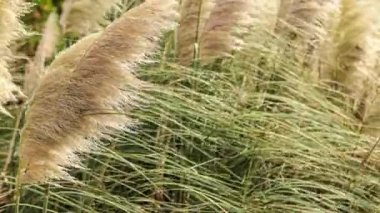 Pampas Çimeni rüzgar tarafından taşındı