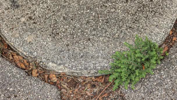 草长在风中飘扬的沥青路面上 — 图库视频影像