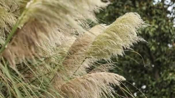 Pampas Hierba Movida Por Viento Detalle — Vídeo de stock