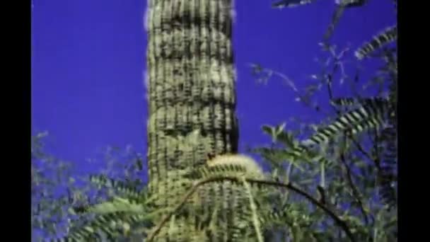 Феникс Сша Июнь 1977 Аризона Вид Пустыню Кактус — стоковое видео