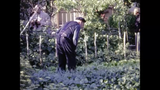 Paris France May 1969 Old People Collect Vegetables Garden Scene — Stock Video