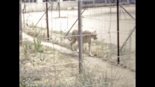 Paris France May 1969 Animals Locked Zoo Scene 60S — Stock Video