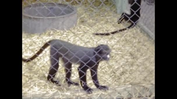 Paříž Francie 1969 Zvířata Zamčená Zoologické Zahradě Letech — Stock video