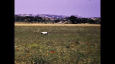 Ravenna, İtalya Mart 1973: 70 'lerdeki av sahnesinde avcılar. Avcılar köpekleriyle ava çıktılar..