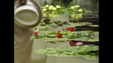 Los Angeles, ABD Haziran 1977: 70 'lerde kırmızı loto çiçeği sahnesi