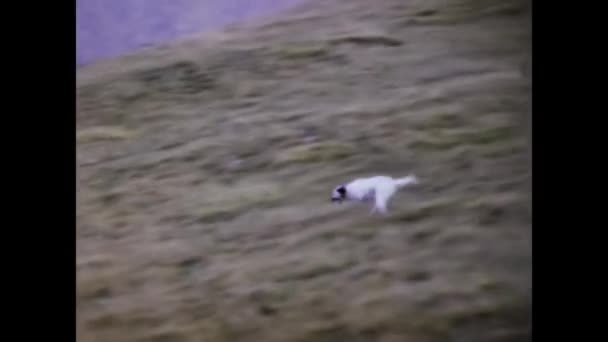 Равенна Италия Апрель 1973 Охотничьи Собаки Бегают Сельской Местности — стоковое видео