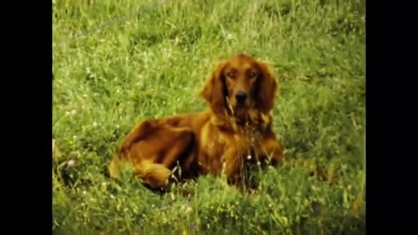 Ravenna Italië April 1973 Jachthonden Rennen Het Platteland Jaren — Stockvideo