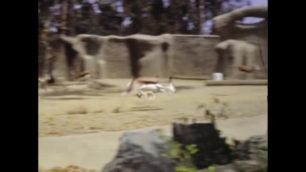 San Diego Estados Unidos Junio 1977 Escena Africana Springbok Los — Vídeos de Stock