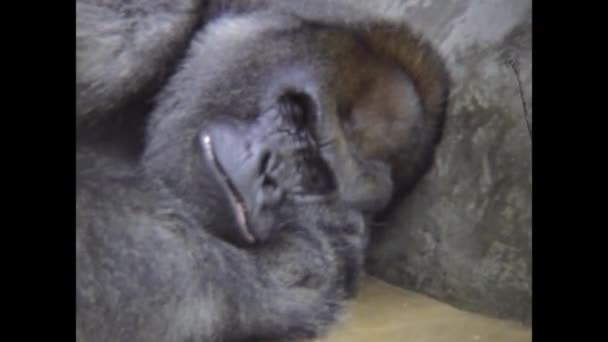 San Diego Usa Juni 1977 Gorilla Sover Tyst Närbild Scen — Stockvideo