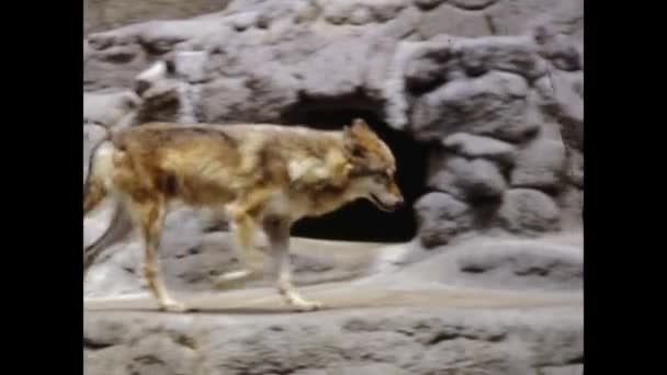 San Diego Abd Haziran 1977 Lerde Wolf Hayvanat Bahçesi Sahnesinde — Stok video