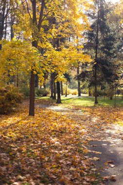Parkta güzel renkli ağaçların olduğu sonbahar manzarası