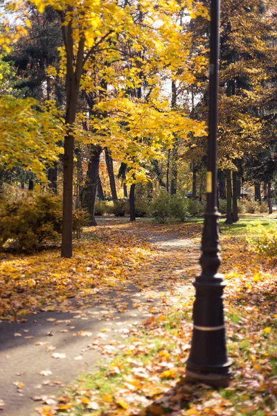 Parkta güzel renkli ağaçlar ve eski sokak lambalarıyla sonbahar manzarası