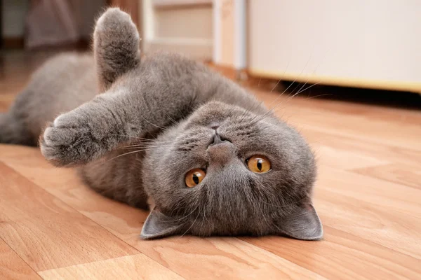 yakışıklı kedi