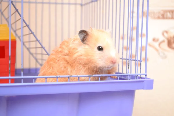 Kafesteki Hamster