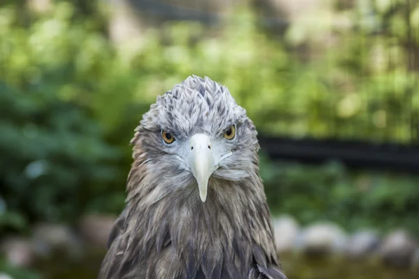 The head of an eagle — Stock Photo, Image