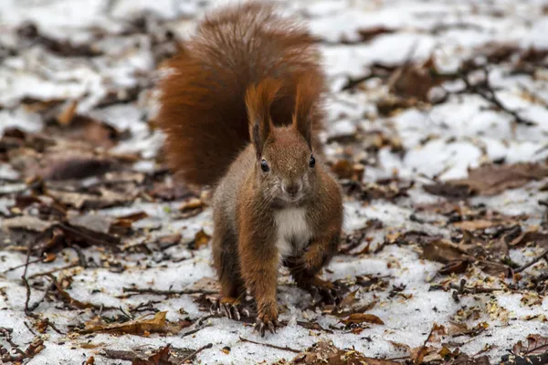 Κόκκινο σκίουρο σε ένα υπόβαθρο του χειμώνα — Φωτογραφία Αρχείου