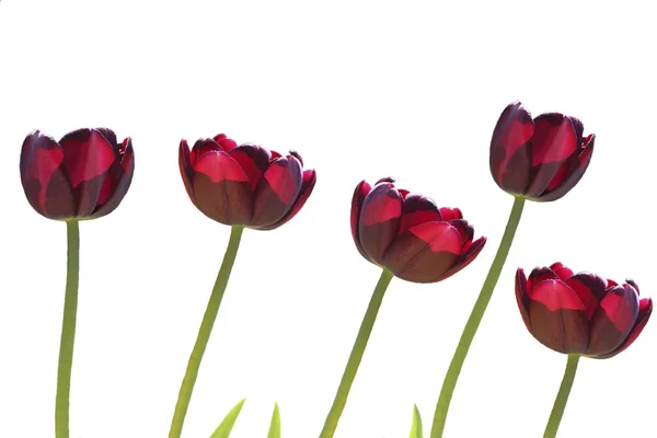 Rote Tulpen — Stockfoto