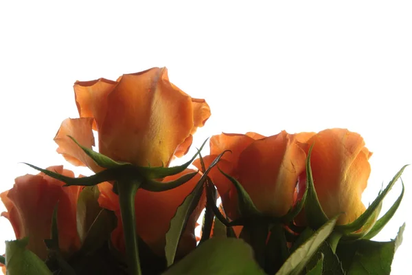 Piękny bukiet róż pomarańczowy zbliżenie — Zdjęcie stockowe