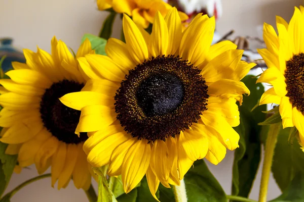 Yellow sunflower — Stock Photo, Image