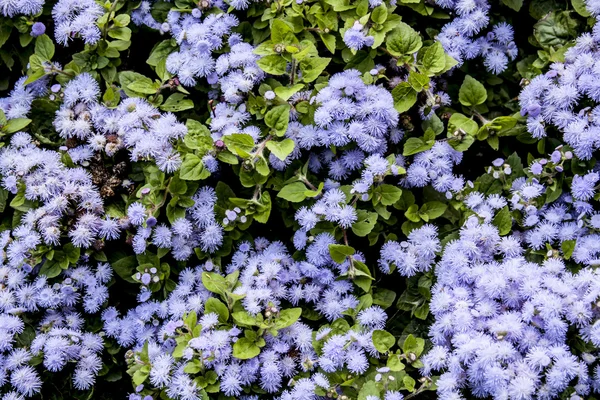 Sfondo fatto di fiori viola — Foto Stock