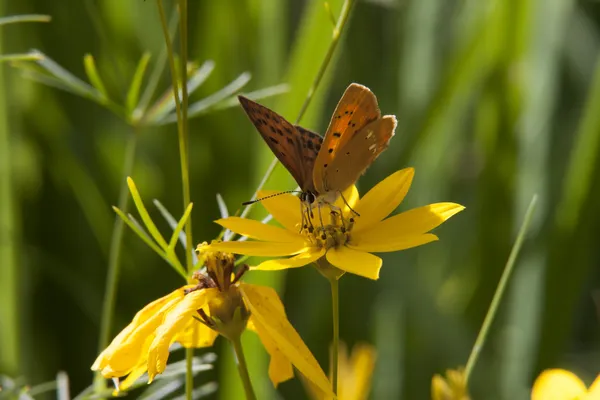 Le papillon assis sur une fleur parmi les feuilles — Photo