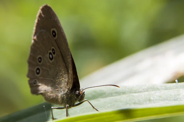 The butterfly sitting on a flower among the leaves — Stock Photo, Image