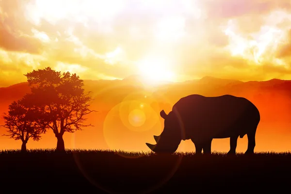 Rhino — Stock Photo, Image