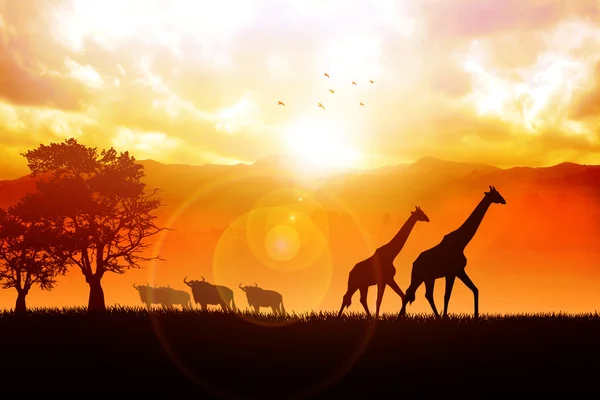 Safari au lever du soleil — Photo