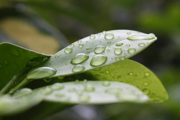 Leaves, leaf, nature, natural, rain, dew, water, drops, fresh, close up, macro, plant, morning — Stock Photo, Image