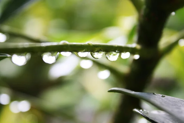 Foglia, foglie, natura, naturale, pioggia, rugiada, acqua, gocce, fresco, nelle vicinanze, macro, pianta, mattina — Foto Stock