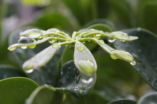 Leaves, leaf, nature, natural, rain, dew, water, drops, fresh, close up, macro, plant, morning — Stock Photo, Image